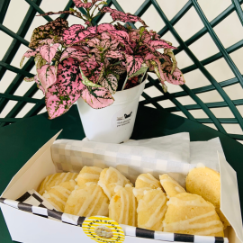 Cookies and Polka Dot Plant